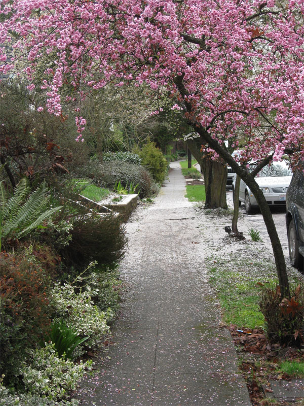 Petals shower the pathways in Ravenna, where spring is ON.