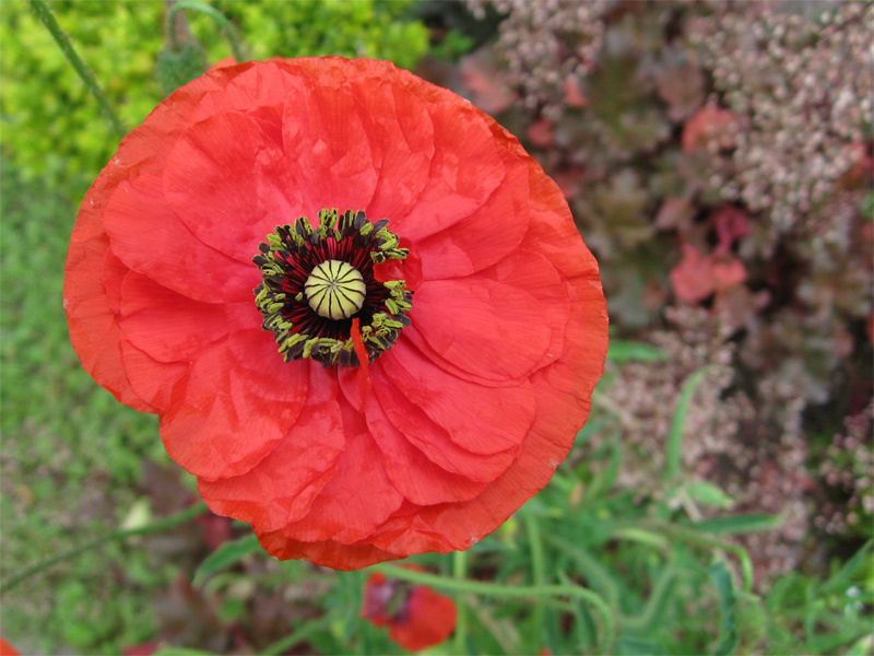 Poppy, opiate of a gardener.